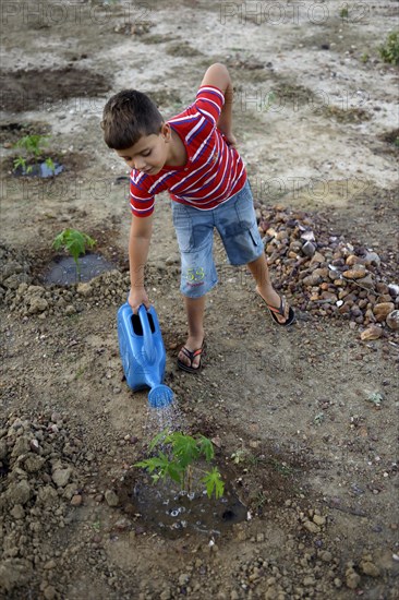 Boy watering a Pawpaw (Carica papaya)