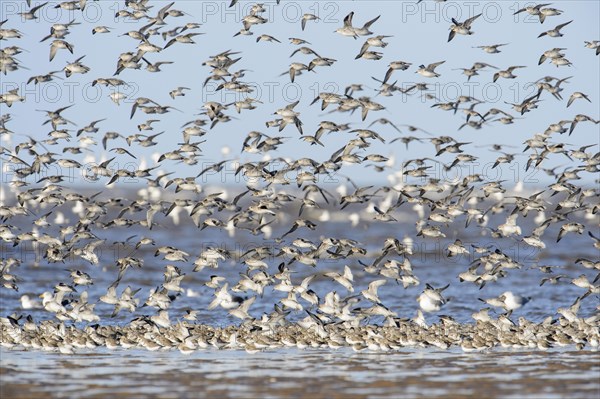 Dunlin (Calidris alpina) and Knot (Calidris canutus)