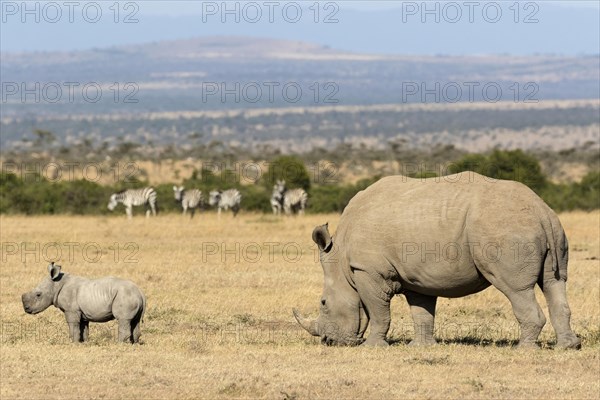 White Rhinoceros (Ceratotherium simum)