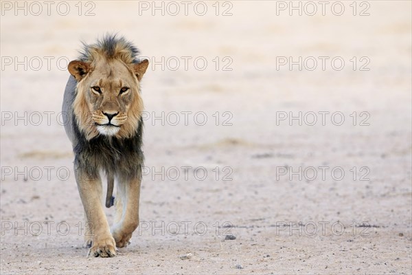Transvaal Lion (Panthera leo krugeri) adult male