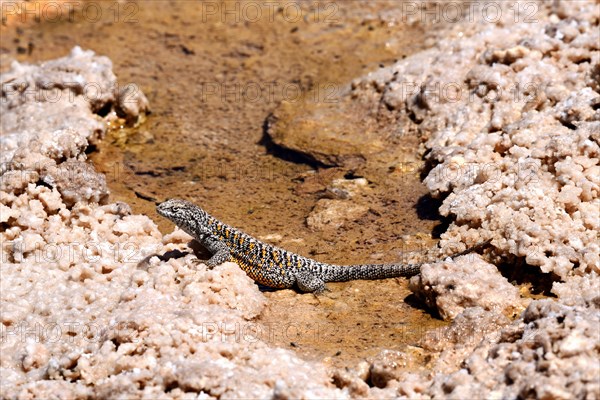 Fabian's lizard (Liolaemus fabiani)