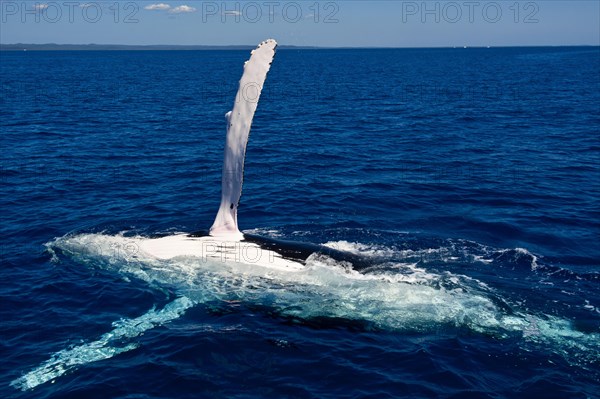 Humpback Whale (Megaptera novaeangliae)