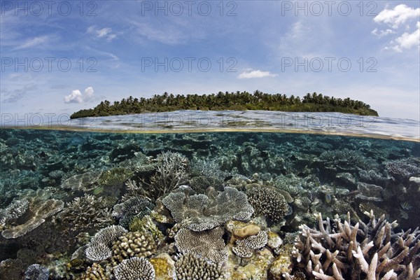 A Maldive island covered in palm trees and a coral reef overgrown with stone corals