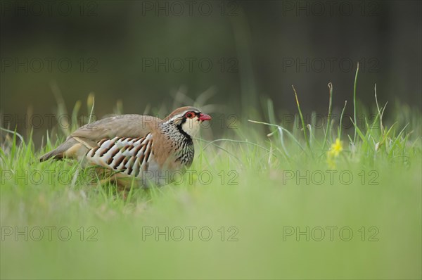 Red-legged partridge (Alectoris rufa) in the grass
