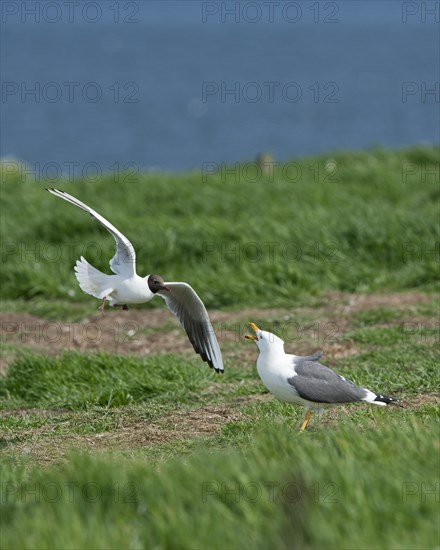 Black-headed Gull (Chroicocephalus ridibundus) mobbing Lesser Black-backed Gull (Larus fuscus) which was attempting to steal eggs