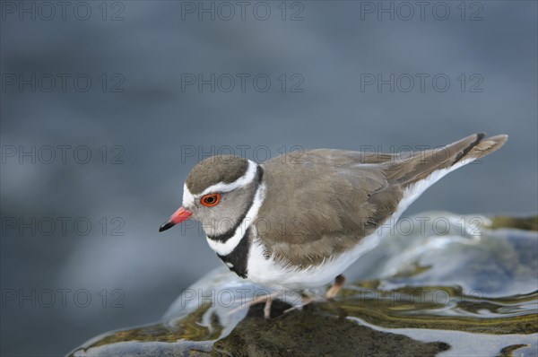 Three-banded plover (Charadrius tricollaris) on a rock in the river