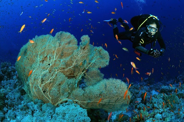 Diver looking at a Purple Gorgonian Seafan (Gorgonia flabellum)