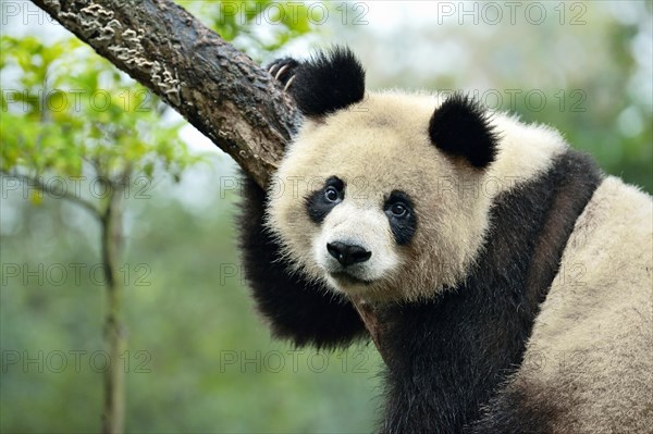 Giant Panda (Ailuropoda melanoleuca) perched on a tree