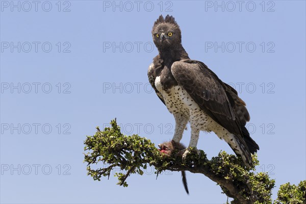 Martial Eagle (Polemaetus bellicosus) adult