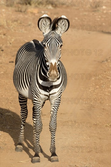 Grevy's Zebra (Equus grevyi)