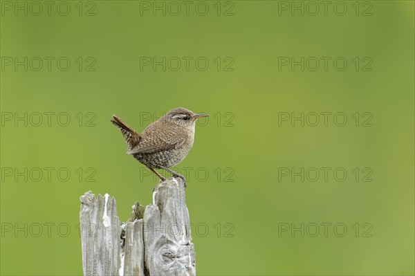 Shetland Wren (Troglodytes troglodytes zetlandicus) adult