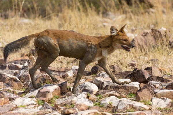 Dholes or Asiatic wild dog (Cuon alpinus)