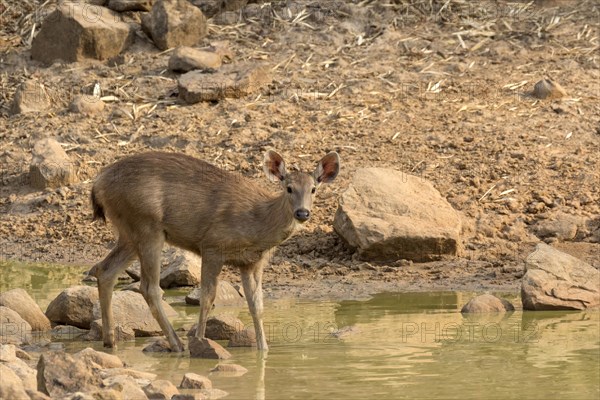 Sambar (Rusa unicolor)