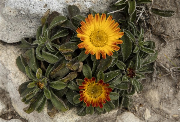 Unusual reddish form of Gold Coin Plant (Pallenis maritima)