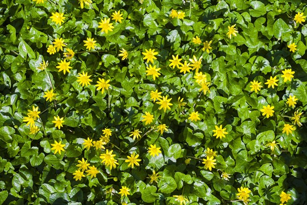 Lesser Celandine (Ranunculus ficaria)