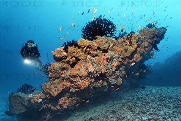 Scuba diver looking at a small coral reef with Black Sun Corals (Tubastraea micranthus)