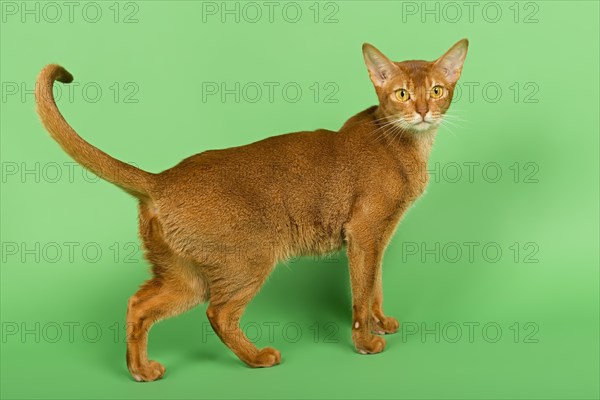 Abyssinian Cat