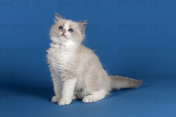 Ragdoll cat