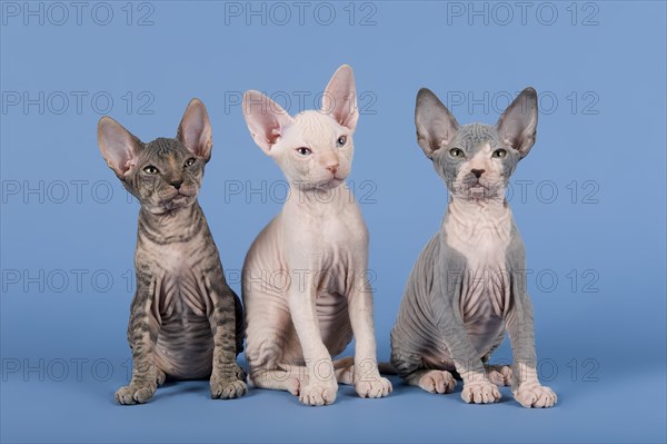 Three Don Sphynx kittens