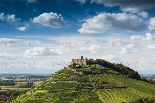 Vineyards and Staufen castle