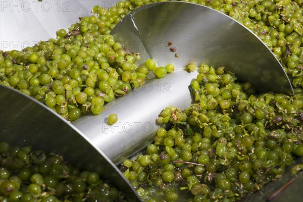 Silvaner grapes before being squeezed in the Juliusspital Wurzburg winery