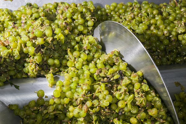 Silvaner grapes before being squeezed in the Juliusspital Wurzburg winery