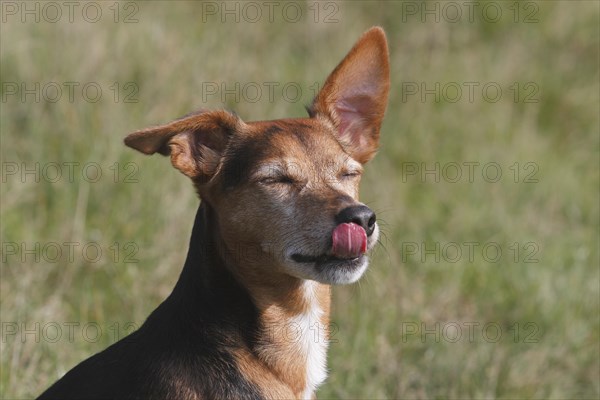 Spitz Pinscher Mixed Breed