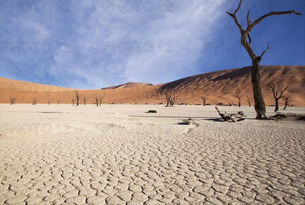 Dead trees and parched earth