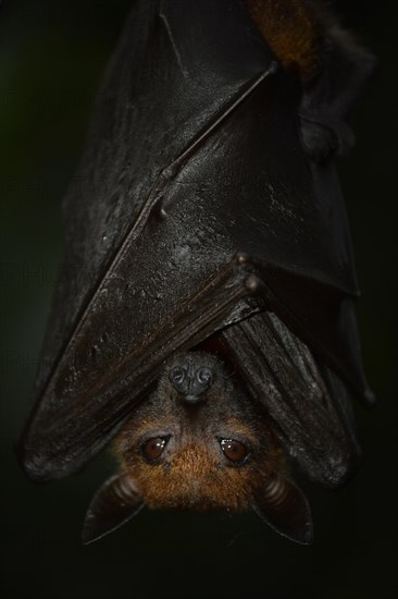 Flying Fox (Pteropus sp.)