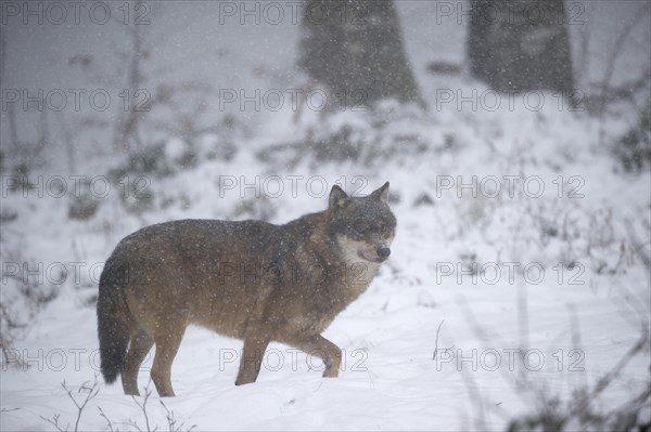 Wolf (Canis lupus)