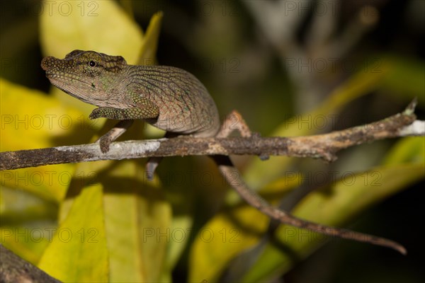Nose-horned Chameleon (Calumma nasutum) in the rainforest of Andasibe
