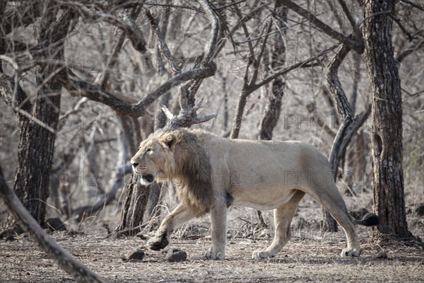 Asiatic lion (Panthera leo persica)