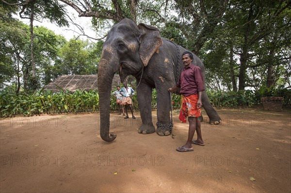 Asian Elephant (Elephas maximus)