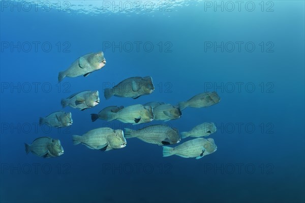 Swarm of Green humphead parrotfish (Bolbometopon muricatum) in blue water