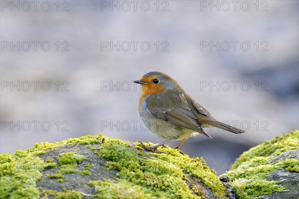 European Robin (Erithacus rubecula) adult