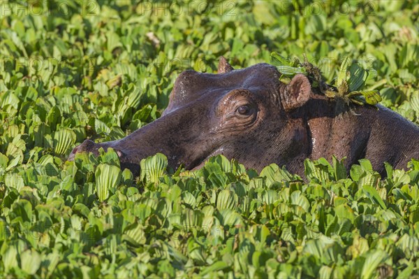 Hippopotamus (Hippopotamus amphibius) in a pond covered with water lettuce