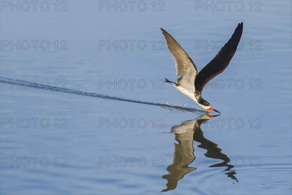 Black Skimmer (Rynchops niger)