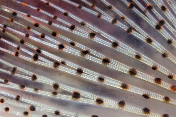 Caudal fin