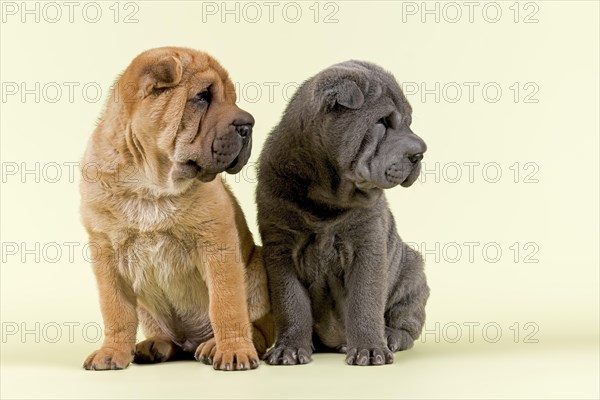 Two Shar-Pei puppies