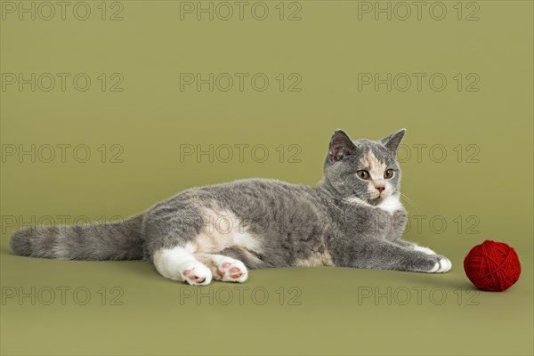 British Shorthair kitten