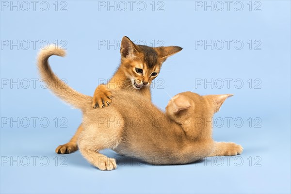 Two Abyssinian kittens