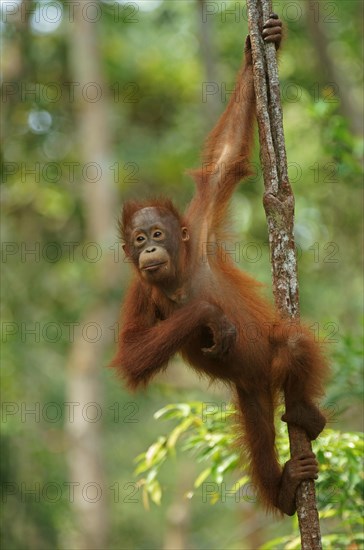 Bornean Orangutan (Pongo pygmaeus)