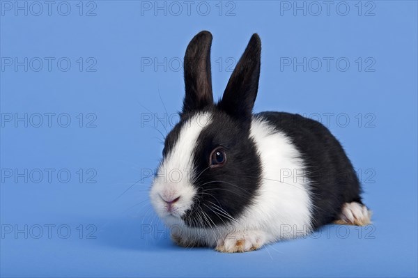 Dutch rabbit