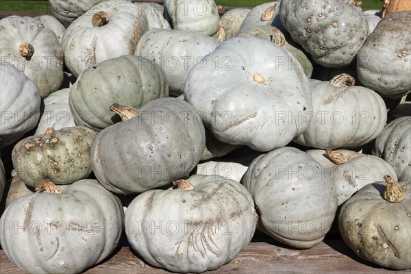 Green pumpkins (Cucurbita maxima)