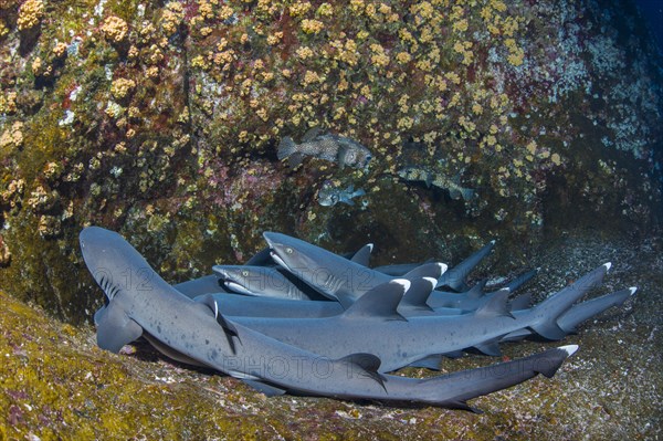 Whitetip Reef Sharks (Triaenodon obesus) at their resting place