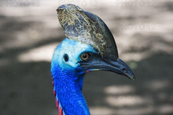 Northern Cassowary (Casuarius unappendiculatus)