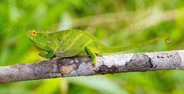 Canopy Chameleon (Furcifer willsii)