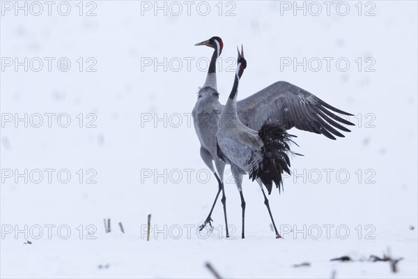 Gray Crane (Grus grus)