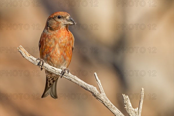 Red Crossbill (Loxia curvirostra)