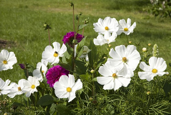 Ggarden Cosmos (Cosmos bipinnatus) with red Dahlias (Dahlia sp.)